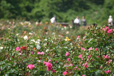 ファイル 137-1.jpg